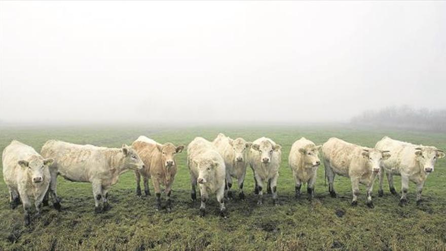 La ‘receta’ extremeña contra la tuberculosis