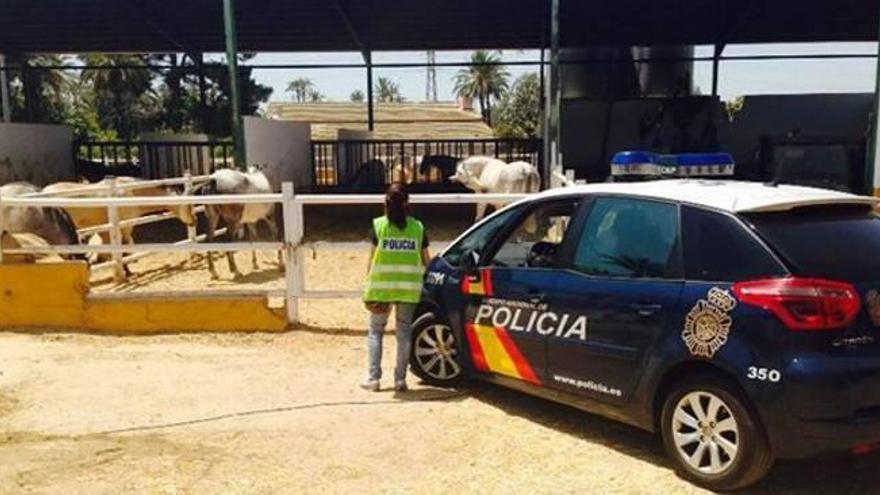 Un detenido por cinco asaltos a cuadras de Elche para robar material de equitación