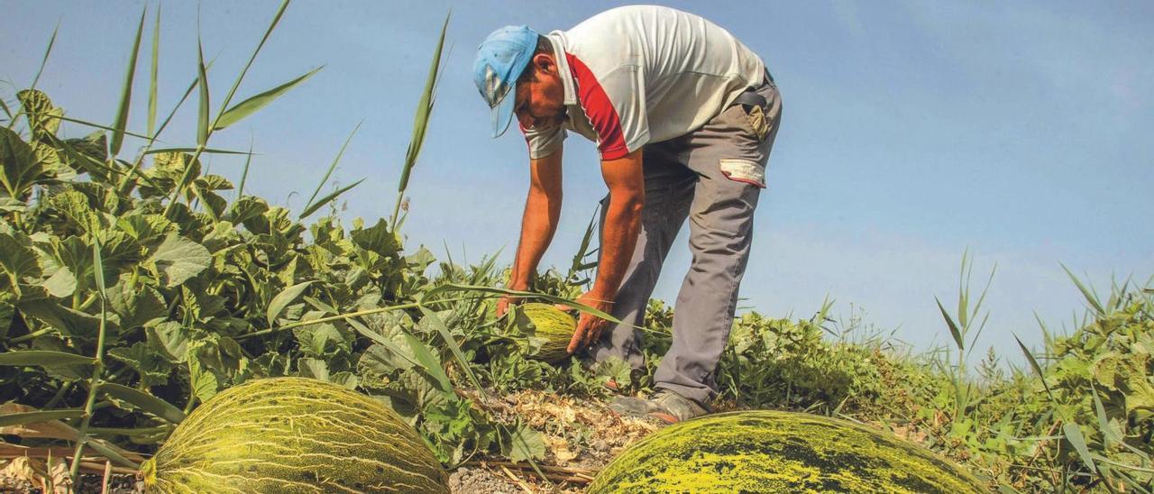 Un agricultor recoge melones en un campo de Elx, en una imagen del año pasado