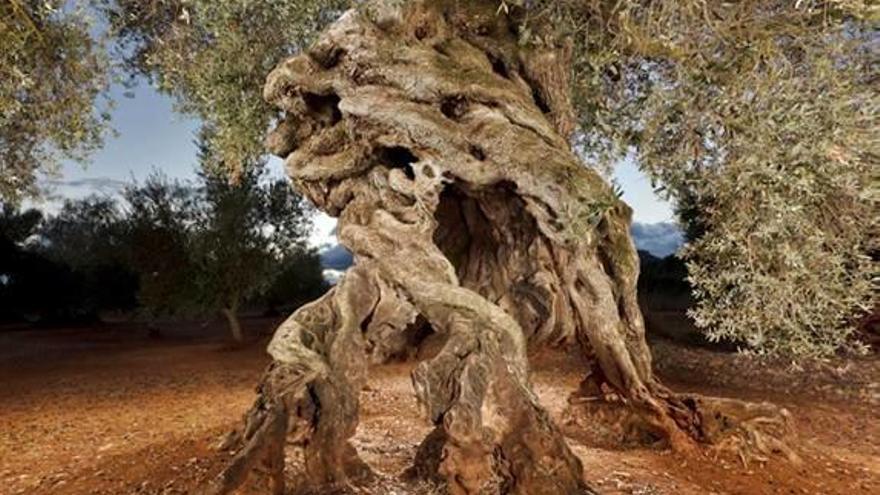 Eligen al olivo de las Cuatro Patas de Canet lo Roig como Mejor Olivo Monumental