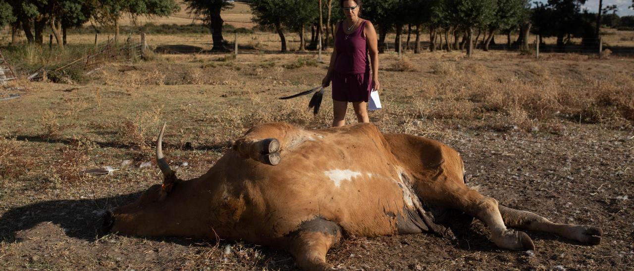 Una vaca afectada por la Enfermedad Hemorrágica Epizoótica en una explotación del sur de Zamora.