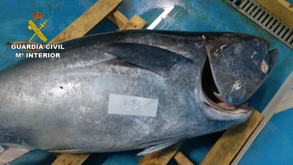 La incautación se ha producido tras una inspección a un establecimiento de comercialización de pescado fresco