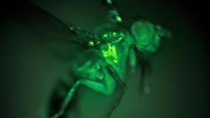 Las moscas de la fruta genéticamente modificadas producen señales fluorescentes de calcio cuando sus músculos se mueven durante el vuelo.