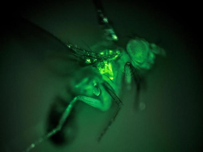 Las moscas de la fruta genéticamente modificadas producen señales fluorescentes de calcio cuando sus músculos se mueven durante el vuelo.