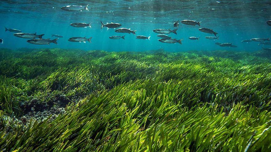 PRADERA DE POSIDONIA EN EL LITORAL PITIUSO.