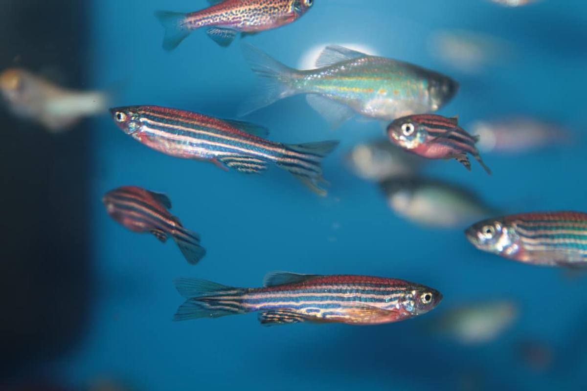 El experimento se hizo con peces cebra