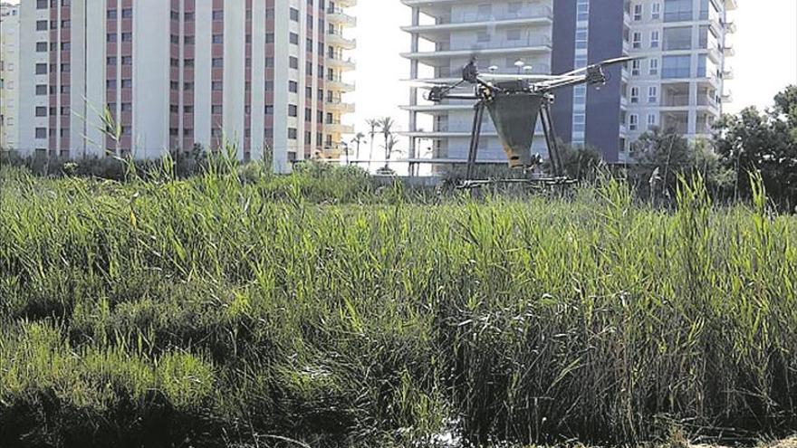 Los alcaldes urgen los tratamientos aéreos para atajar la plaga de mosquitos en Castellón