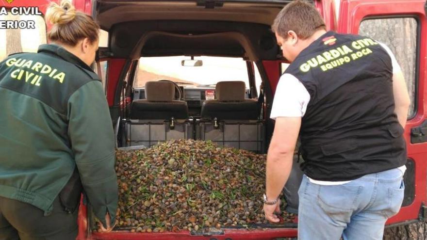 Tres detenidos en Sax por sustraer más de 2,5 toneladas de almendras