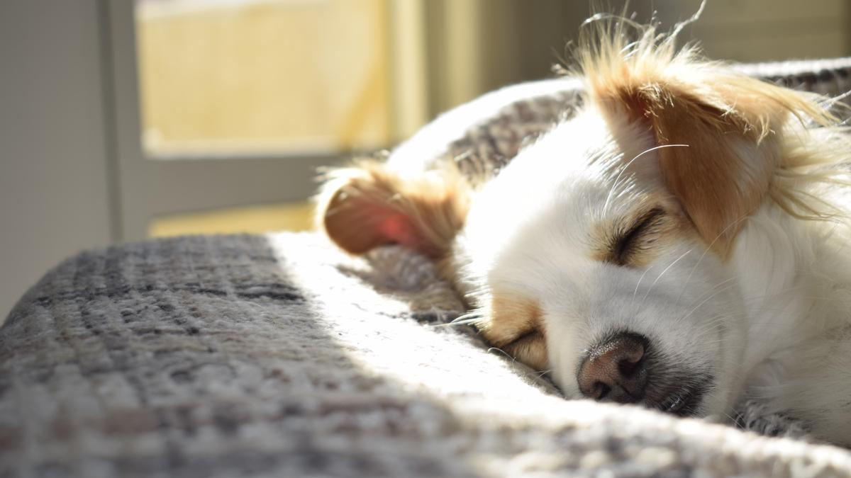Las razones por las que a los perros les encanta el sol.