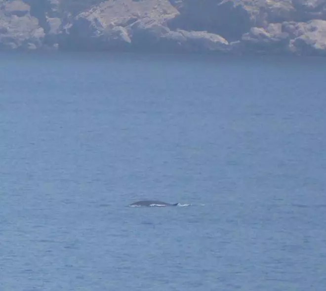 Wale besuchen den Port d'Andratx