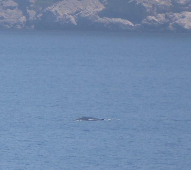 Wale besuchen den Port d&#039;Andratx