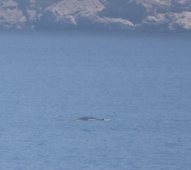 Avistan ballenas en el Port d'Andratx