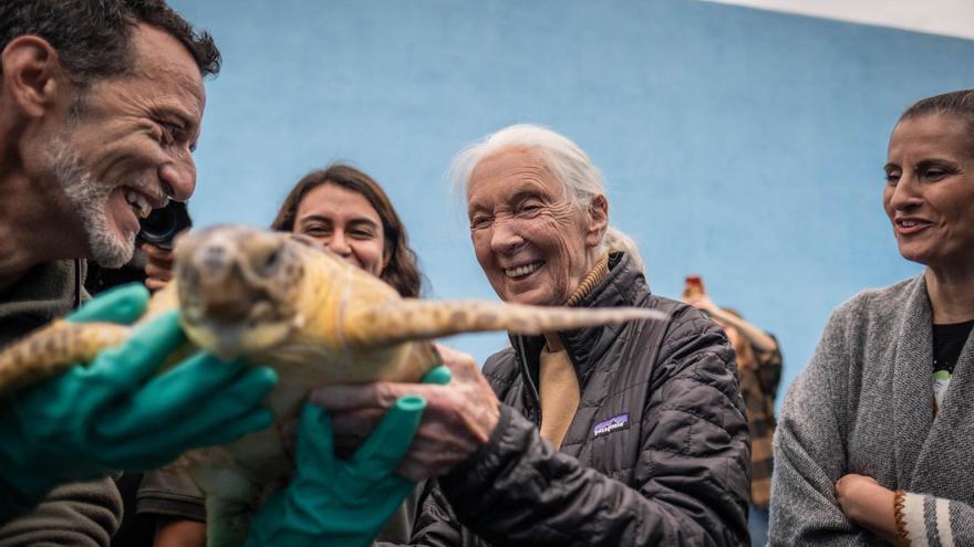 Jane Goodall, de visita en Tenerife para conocer la biodiversidad de la isla