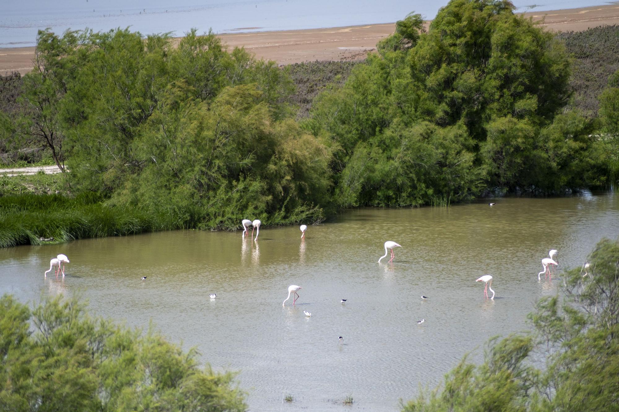 Flamencos en la Laguna de Fuente de Piedra, en abril de 2024.