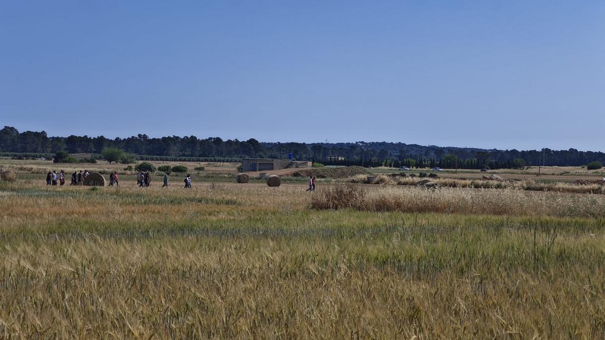 FOTOS | El campo experimental de cereales y forrajes en Maria, en imágenes