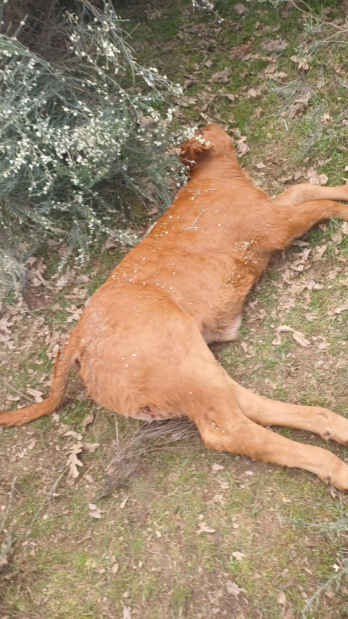 Ternero muerto por el ataque del lobo