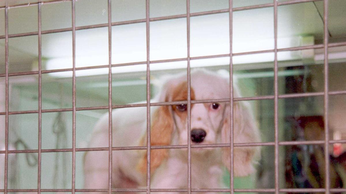 La Audiencia aboga por el bienestar de los animales
