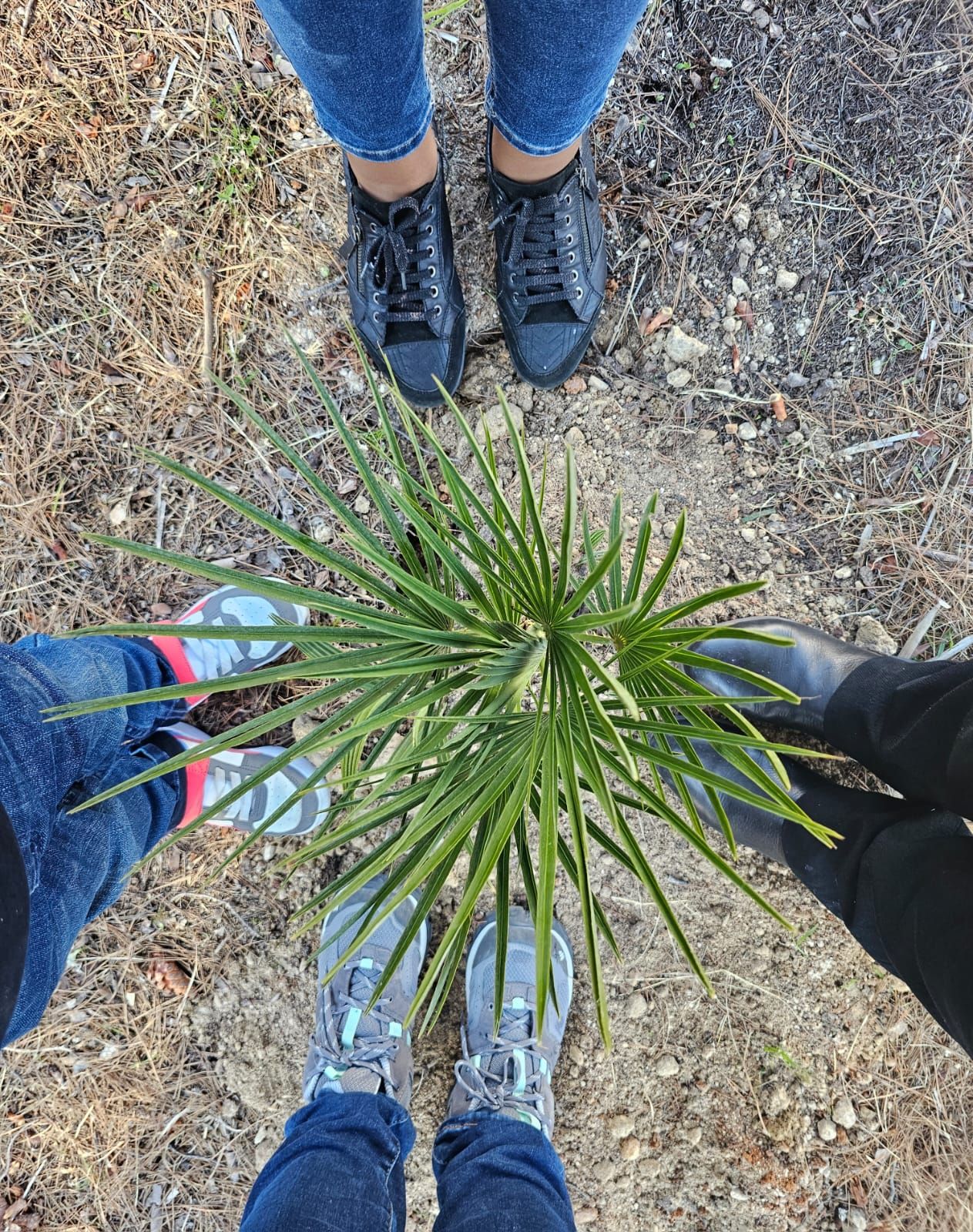 Alcalalí: la "llata", una tradición que trenza futuro