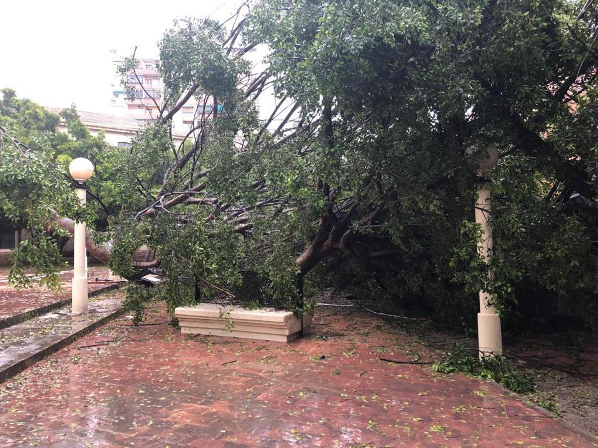 Cae un ficus de grandes dimensiones en la plaza de los juzgados de Benalúa