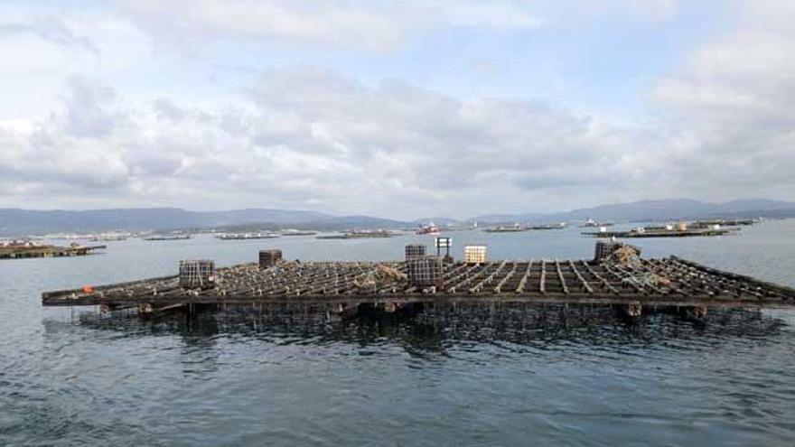 Polígono bateeiro en Arousa // N.Parga