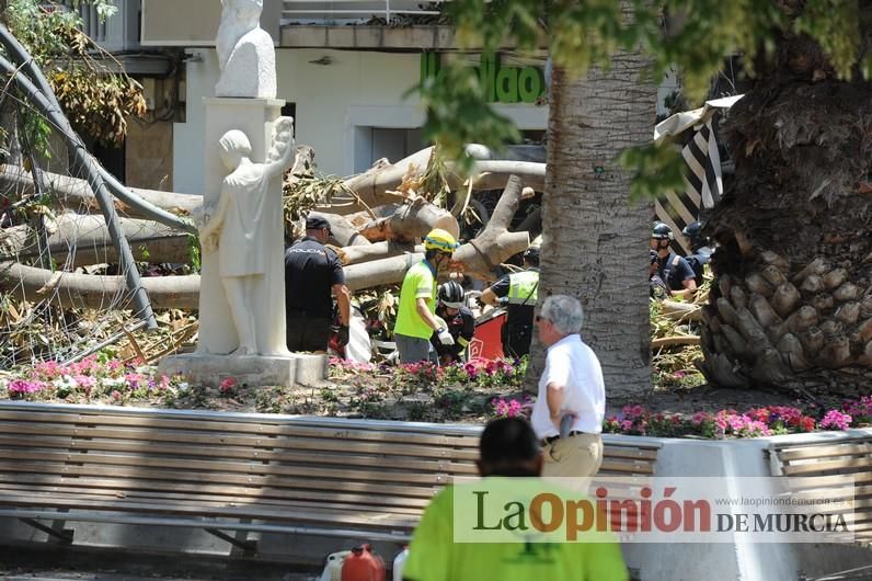 Cae parte del ficus de Santo Domingo en Murcia