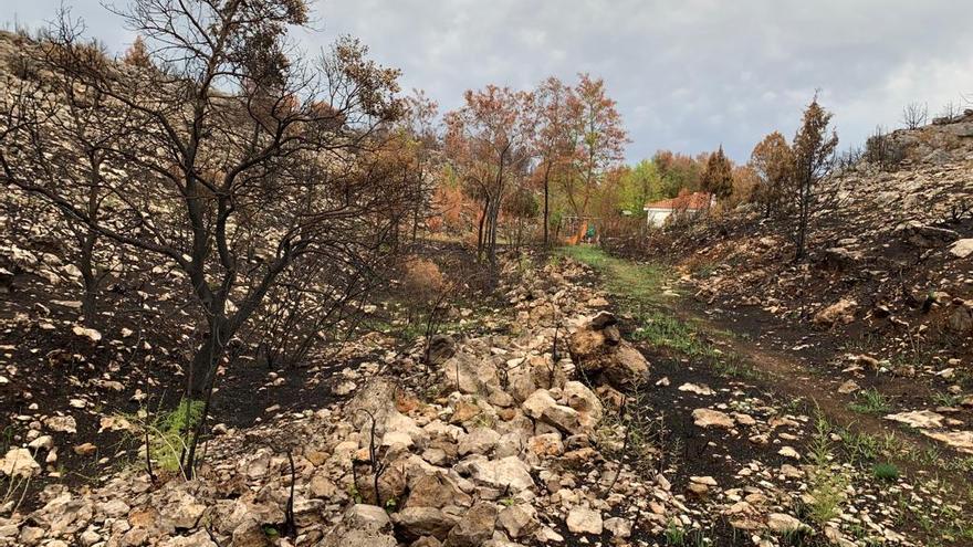 Imagen de la zona afectada por el incendio un mes después.