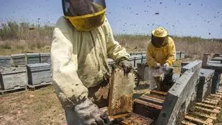 La producción de miel cae en un 80% en Málaga por la sequía