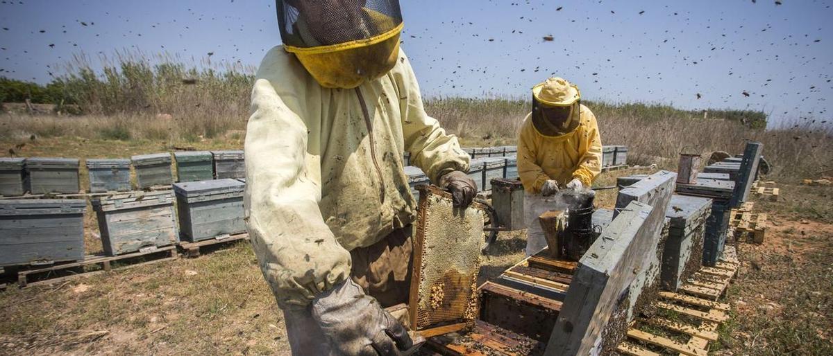 La crisis apícola amarga a la miel.