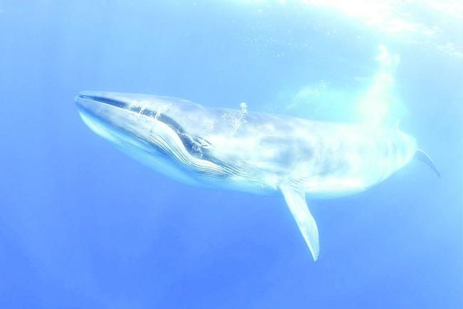 La imagen de esta ballena también resultó premiada.