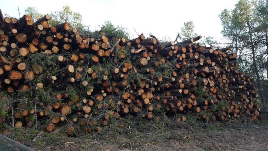 Retiran árboles abatidos en 20 hectáreas de Enguera diez meses después del temporal