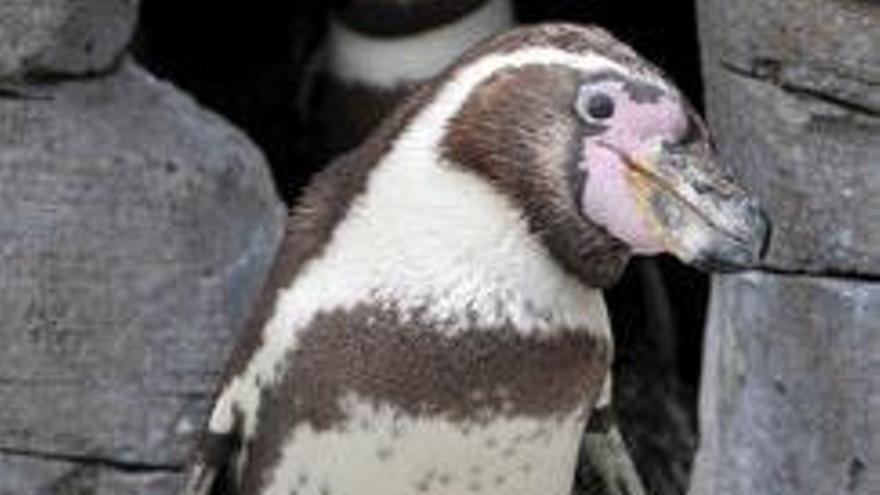 Un pingüino de Humboldt es fotografiado en su cueva en el Zoo &quot;Am Meer&quot;.