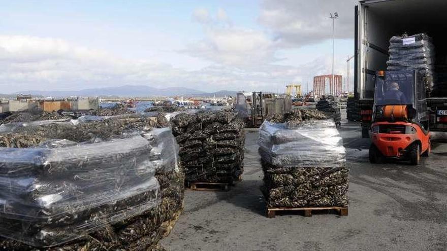 Transporte de mejillón en camiones desde A Illa. // Noé Parga