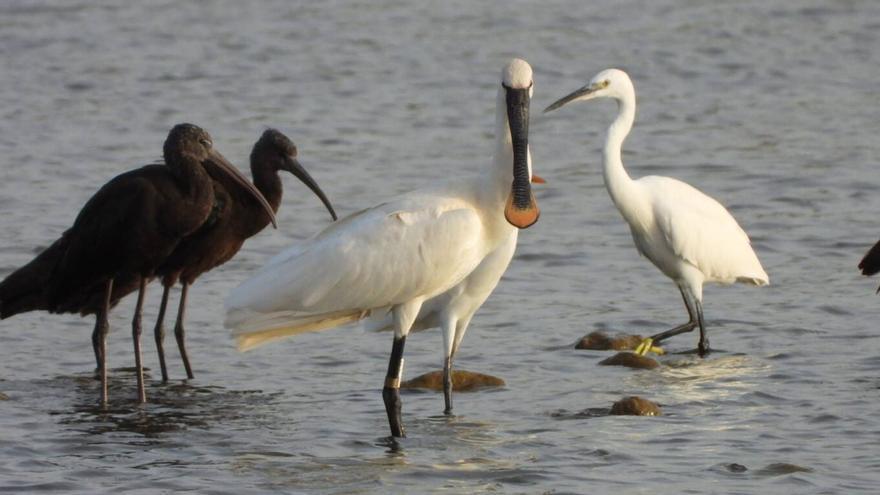 La espátula que eligió Fuerteventura