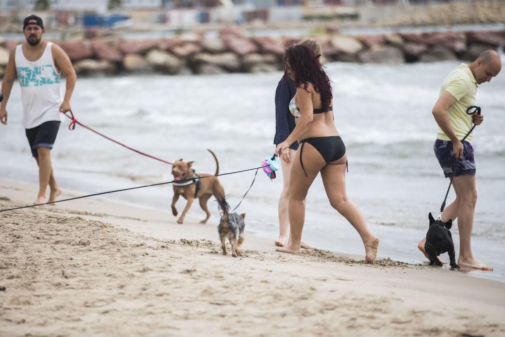 Ambiente en la playa para perros de Pinedo