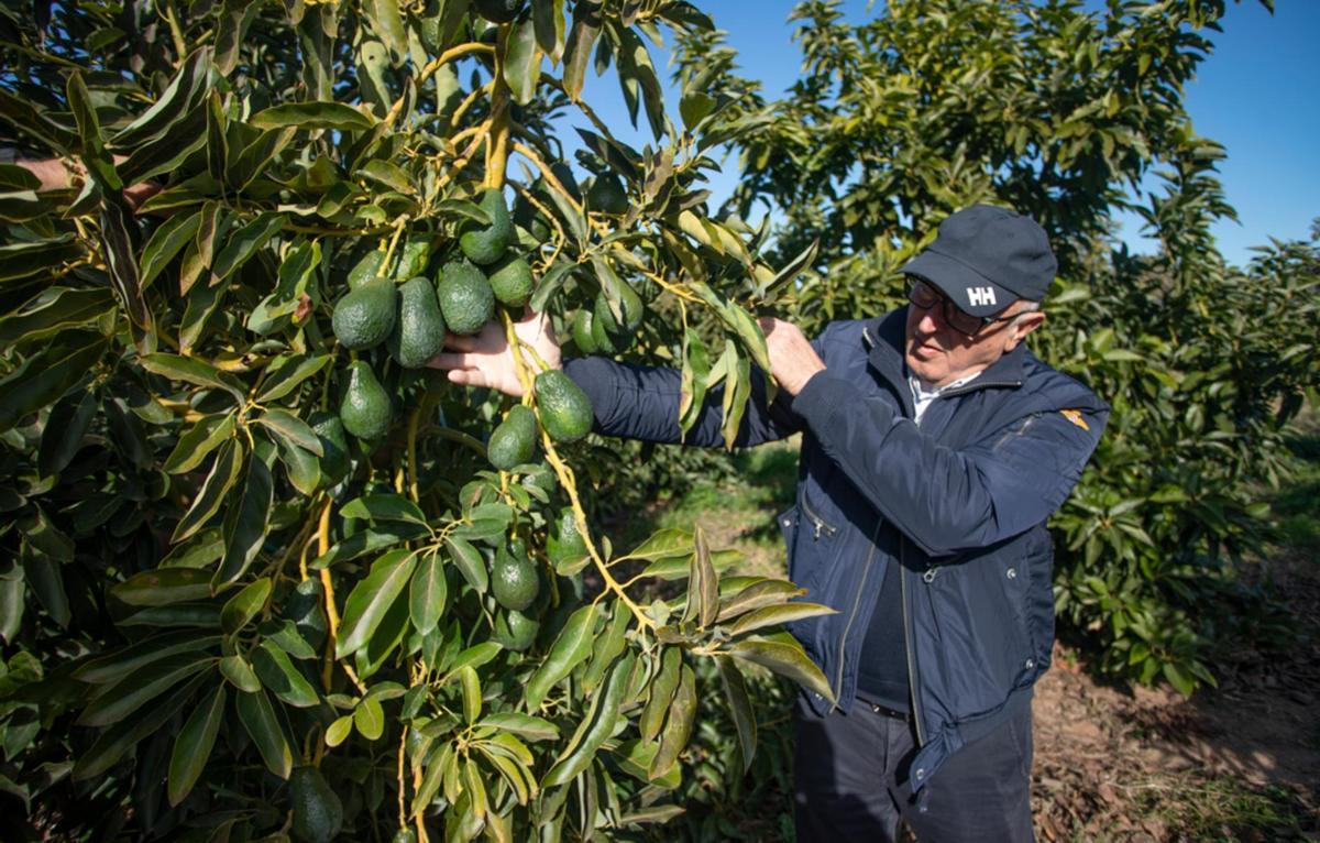 Producción de aguacates en el Campr de Morvedre.