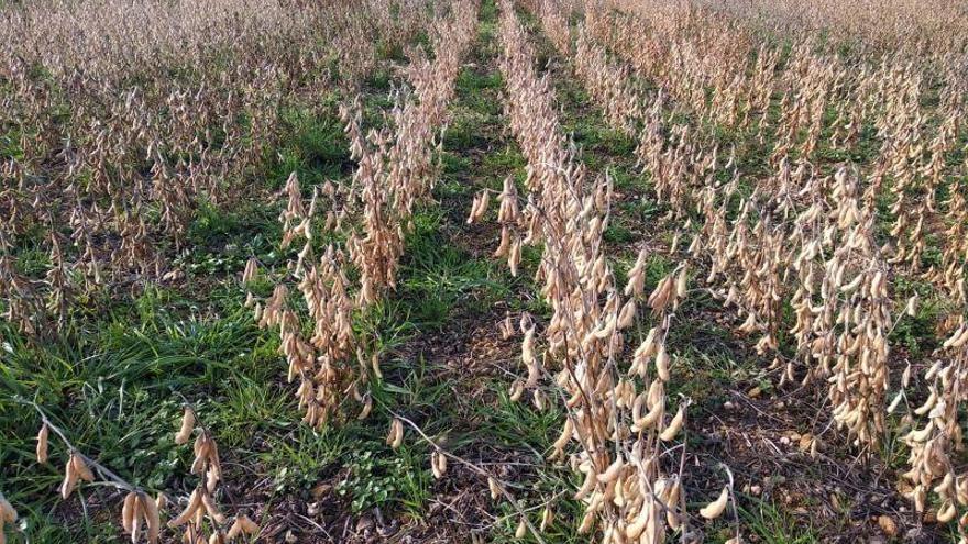 La plantación de soja en Aragón, pionera en su modelo de producción