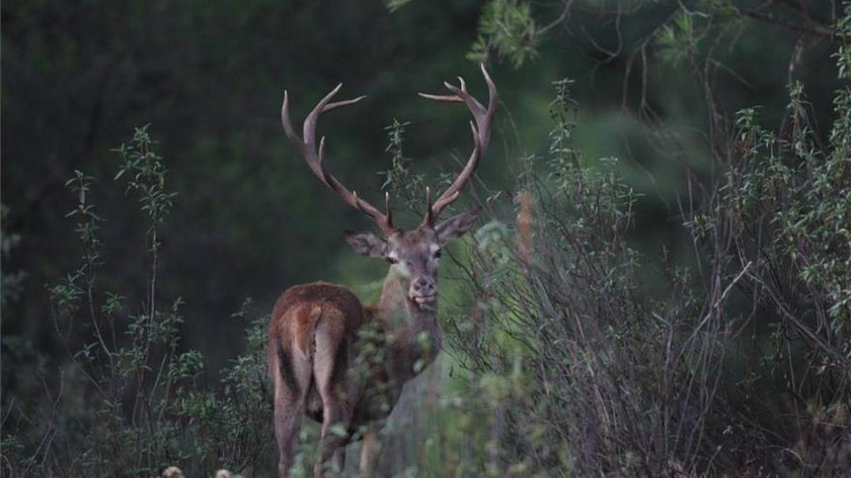 En los parques naturales de Hornachuelos y Cardeña-Montoro hay previstas actividades para oír la berrea.