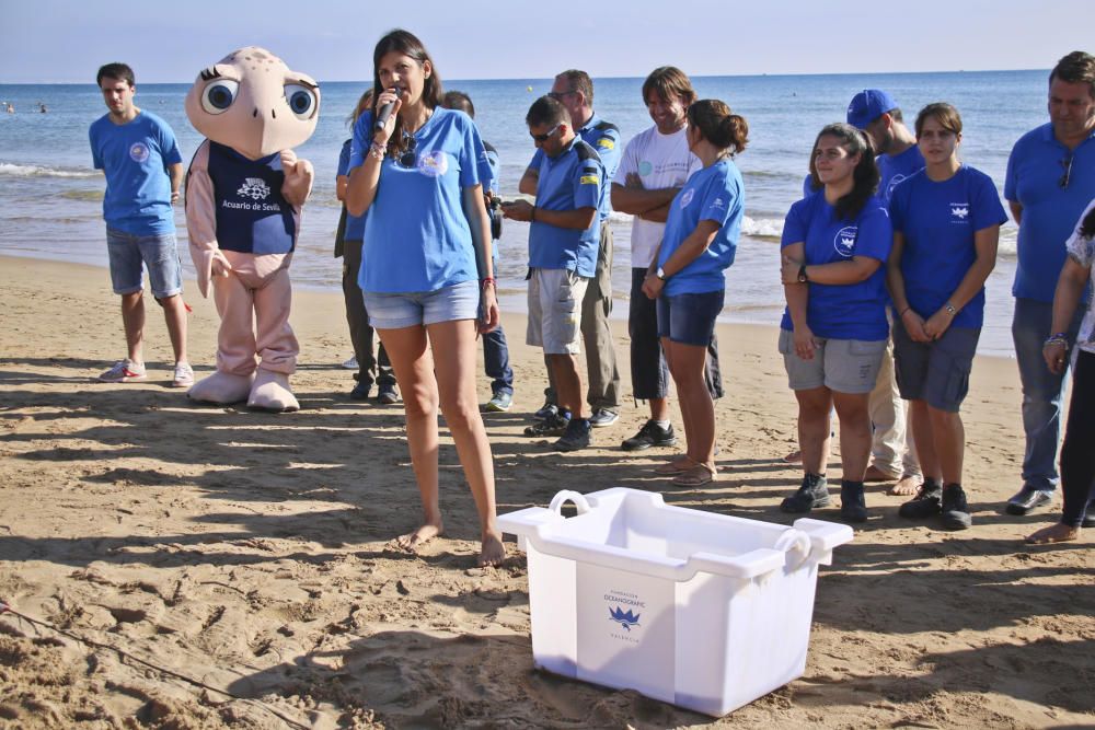 Ocenanogràfic, Acuario de Sevilla, y el Ayuntamiento de Torrevieja organizaron una suelta de 6 tortugas jóvenes procedente de un nido de las playas de Sueca (Valencia) con la participación de escolare