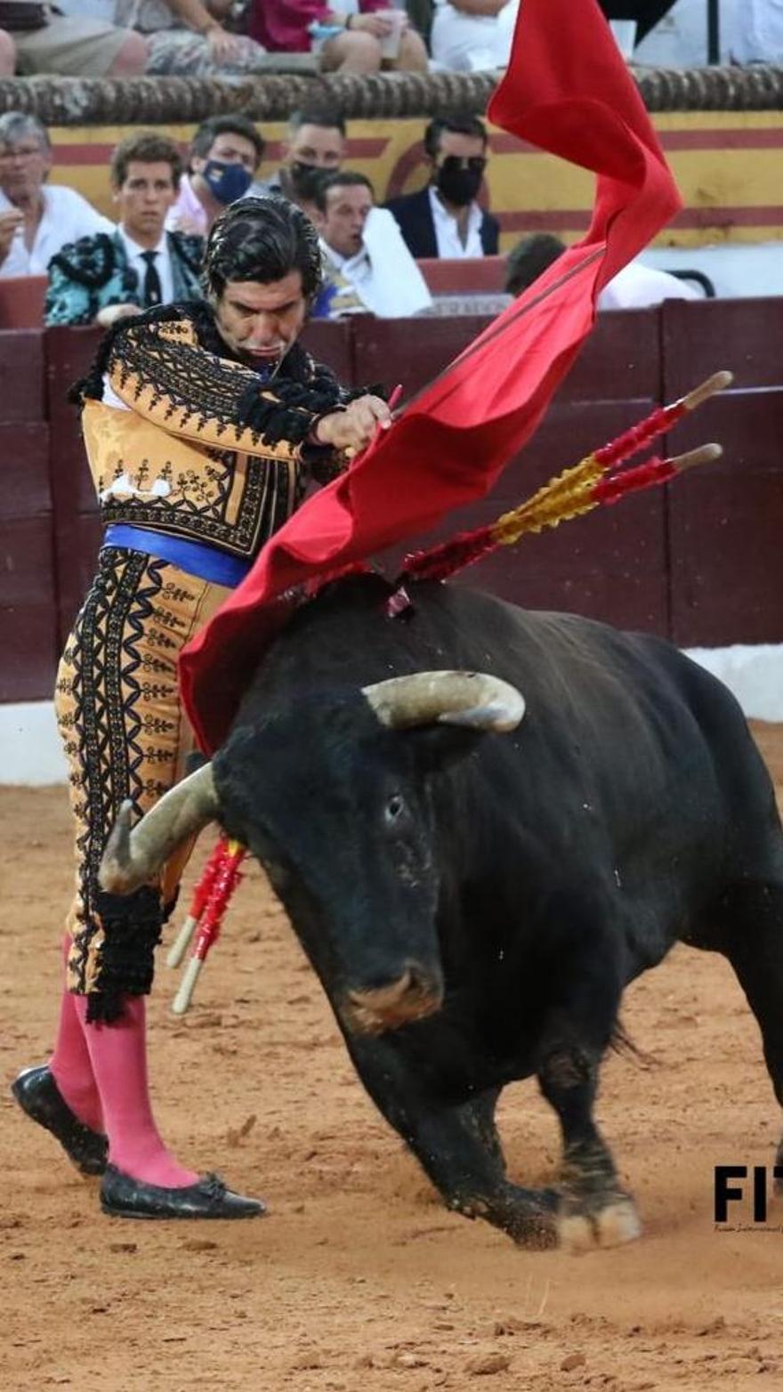 Triunfal regreso de los toros a Olivenza