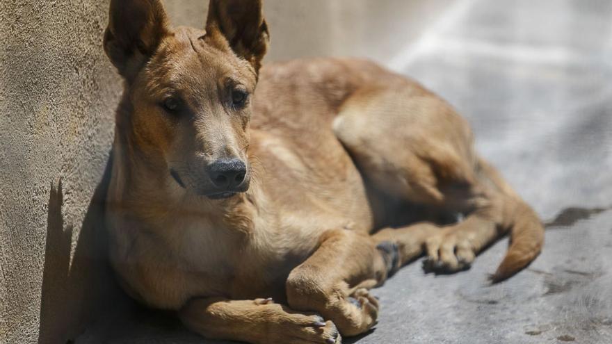 Santa Cruz de Tenerife multa con 10.000 euros a un vecino por el «estado de abandono» de sus perros