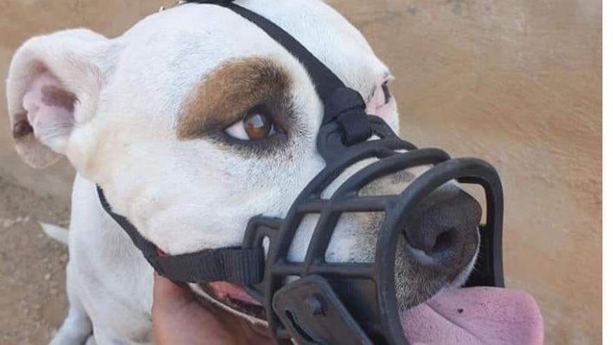 Manifestación en Palma por Venus, la perra pitbull que murió desangrada en Son Reus