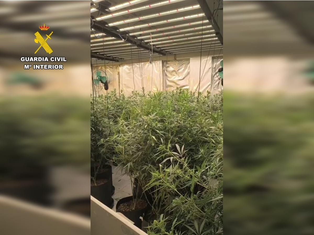 Marihuana incautada en la operación.