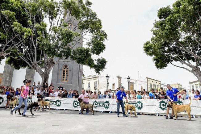 Celebración del I Certamen Nacional de perro ...