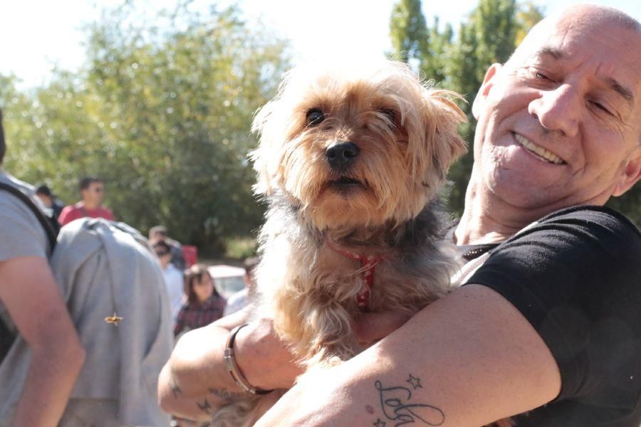 Concurso de perros en La Aldehuela