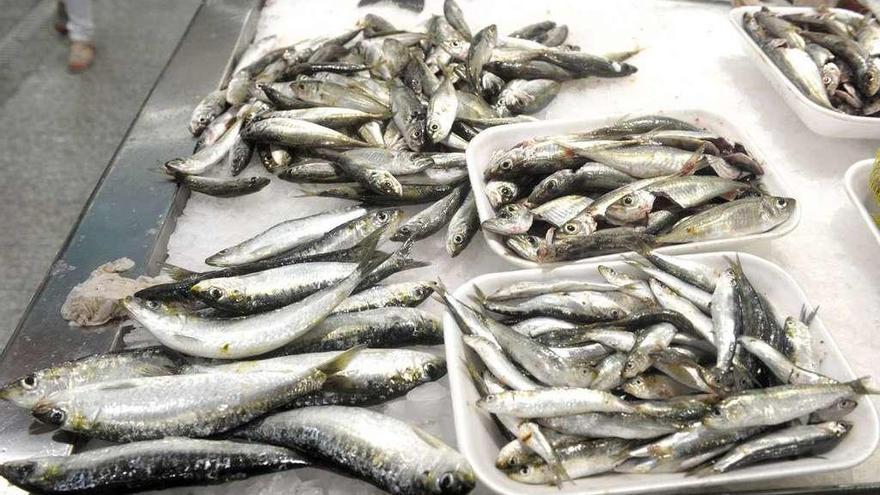 Pesca confirma el incremento de sardina hasta los 6.000 kilos semanales a partir de junio