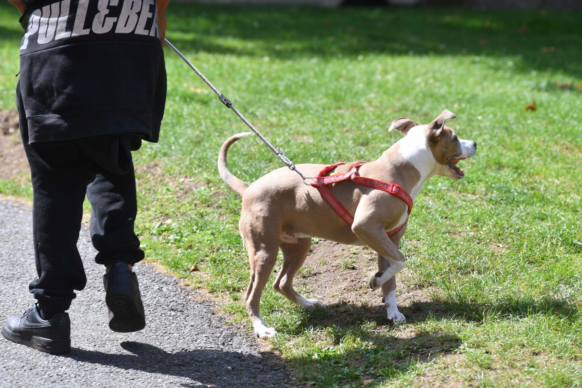 La policía vigila con drones los paseos de mascotas con correa