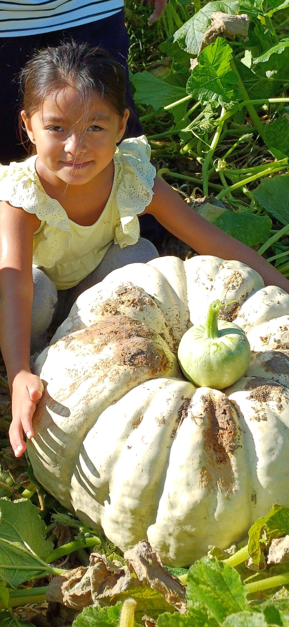 FOTOS | Muro recoge las calabazas sembradas en la finca experimental
