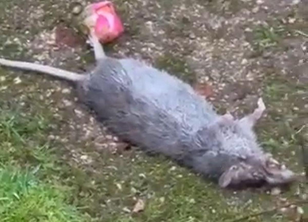 Una rata muerta localizada en la Alameda de Vigo.