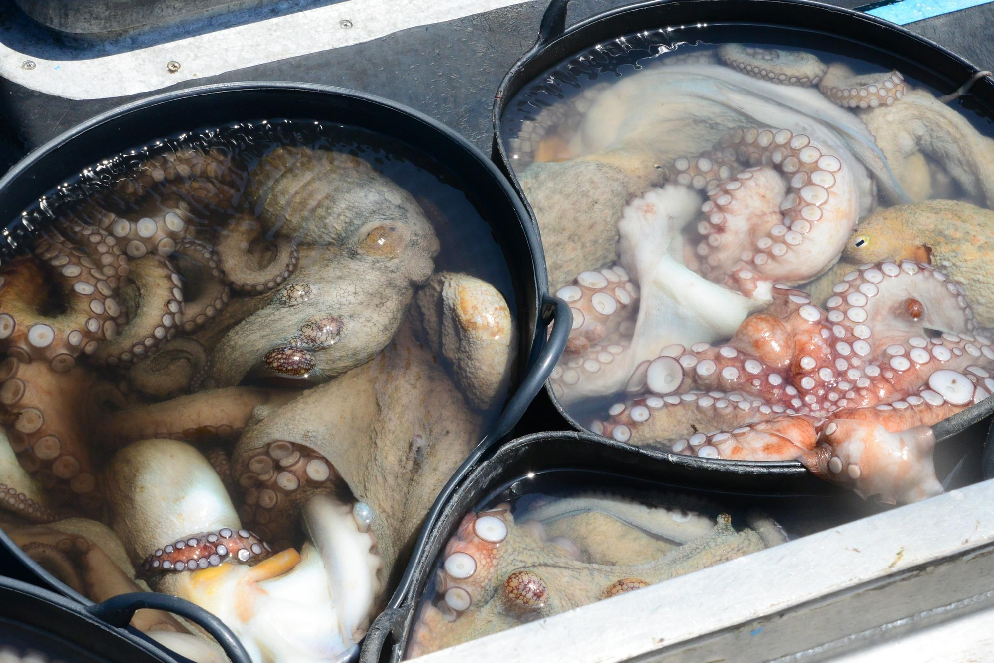 El inicio de la campaña del pulpo en el puerto de Bueu