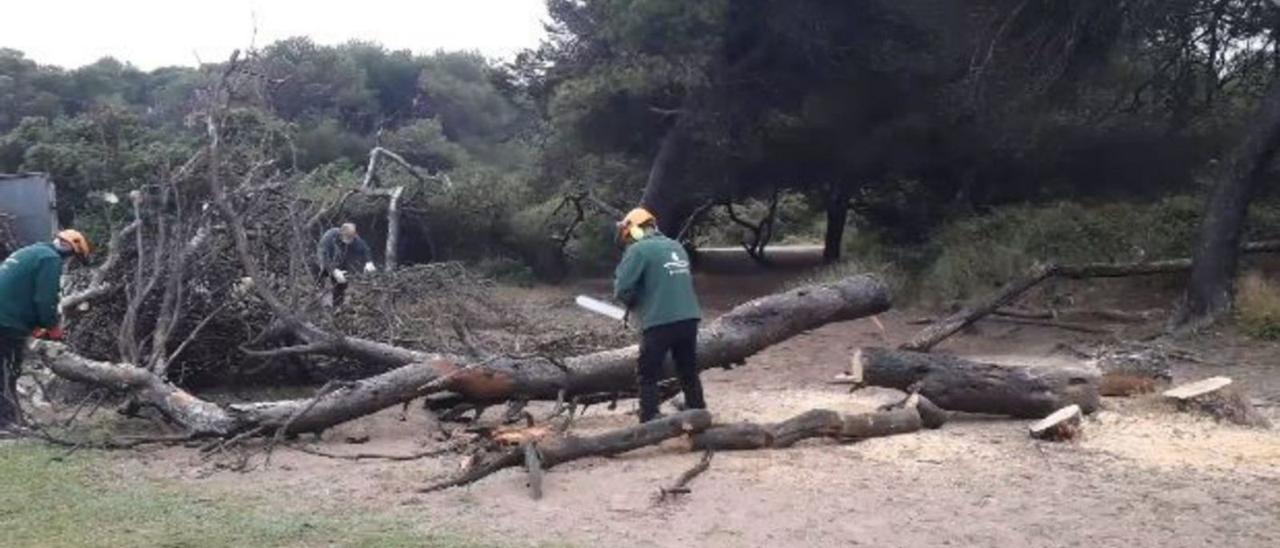 Trabajos forestales de limpieza en el bosque de la Devesa.  | A.V.